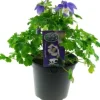 Discount Akelei (Aquilegia vulgaris) D 13 H 25 cm Blühende Pflanzen|Winterharte Pflanzen