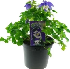 Discount Akelei (Aquilegia vulgaris) D 13 H 25 cm Blühende Pflanzen|Winterharte Pflanzen