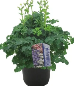 Best Akelei (Aquilegia vulgaris 'Winky Rose') D 19 H 45 cm Winterharte Pflanzen|Mehrjährige Pflanzen