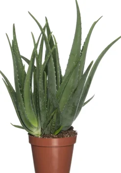 Aloe (Aloe vera) D 19 cm H 60 cm Für Sonne|Kakteen & Sukkulenten