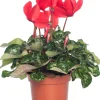 Outlet Alpenveilchen (Cyclamen), großblütig, rot D 13 cm Blühende Zimmerpflanzen|Alpenveilchen