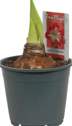 Discount Amaryllis (Hippeastrum 'Exotic Striped') D 14 H 25 cm Blühende Zimmerpflanzen|Kleine Zimmerpflanzen