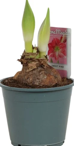 Best Amaryllis (Hippeastrum 'Sweet Pink') D 14 H 25 cm Kleine Zimmerpflanzen|Blühende Zimmerpflanzen