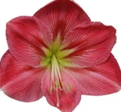 Best Amaryllis (Hippeastrum 'Sweet Pink') D 14 H 25 cm Kleine Zimmerpflanzen|Blühende Zimmerpflanzen