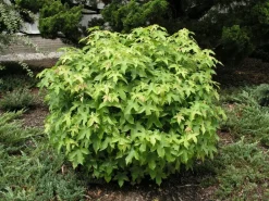 Outlet Amerikanischer Amberbaum Kugelform (Liquidambar styr 'Gumball') Winterharte Pflanzen|Amberbaum