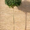 Clearance Amerikanischer Amberbaum (Liquidambar Styraciflua Gum Ball) Winterharte Pflanzen|Amberbaum