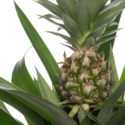 Best Ananaspflanze (Bromelia ananas 'Sol') D 12 H 45 cm Blühende Zimmerpflanzen|Bromelien