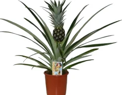 Best Ananasplant (Bromelia ananas 'Champaca') D 14 H 60 cm Blühende Zimmerpflanzen|Ananaspflanzen