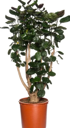 Sale Aralie (Polyscias 'Fabian') D 27 H 150 cm Große Pflanzen|Grünpflanzen