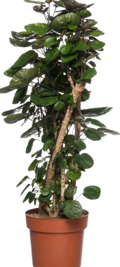 Aralie (Polyscias 'Fabian') D 24 H 110 cm Große Pflanzen|Grünpflanzen