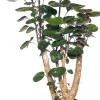 Outlet Aralie (Polyscias 'Fabian') D 19 H 65 cm Grünpflanzen|Polyscias
