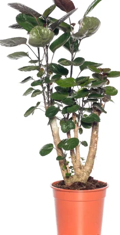 Outlet Aralie (Polyscias 'Fabian') D 19 H 65 cm Grünpflanzen|Polyscias