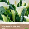Best Aronstab (Zantedeschia 'Black Forest') Blumenzwiebeln 2 St. Sommer-Blüher|Blumenzwiebeln