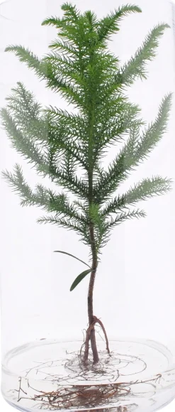 Clearance Arrangement Zimmertanne im Glas D 19 H 40 cm Pflanzenarrangements