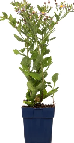 New Aster (Aster ageratoides 'Asran') D 11 H 10 cm Blühende Pflanzen|Winterharte Pflanzen