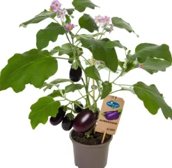 Aubergine (Solanum melongena) D 14 H 55 cm Obst, Gemüse & Kräuter|Gemüsepflanzen