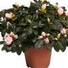 Discount Azalee (Rhododendron simsii) D 14 cm H 45 cm Blühende Zimmerpflanzen|Azaleen