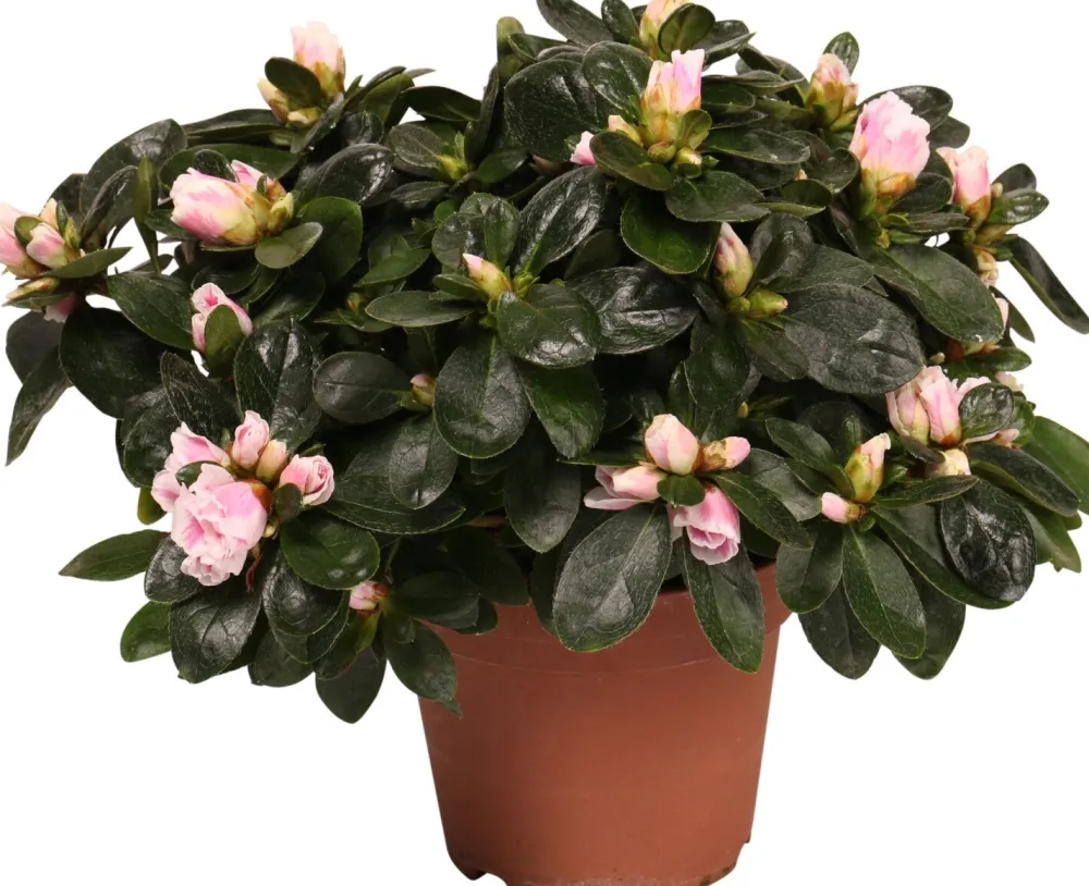 Discount Azalee (Rhododendron simsii) D 14 cm H 45 cm Blühende Zimmerpflanzen|Azaleen