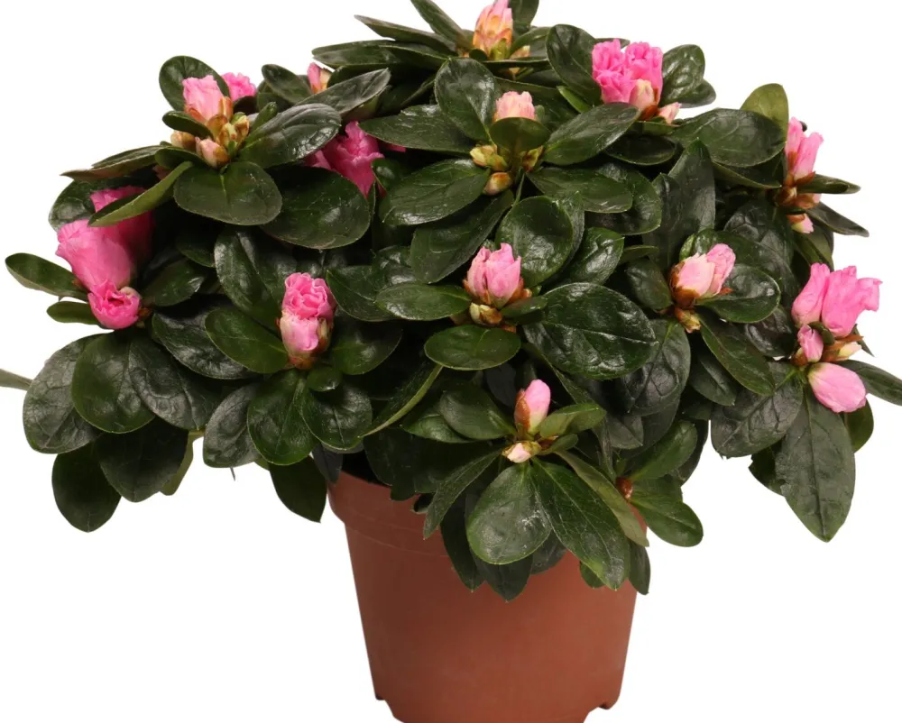 Discount Azalee (Rhododendron simsii) D 14 cm H 45 cm Blühende Zimmerpflanzen|Azaleen