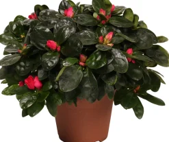 Discount Azalee (Rhododendron simsii) D 14 cm H 45 cm Blühende Zimmerpflanzen|Azaleen