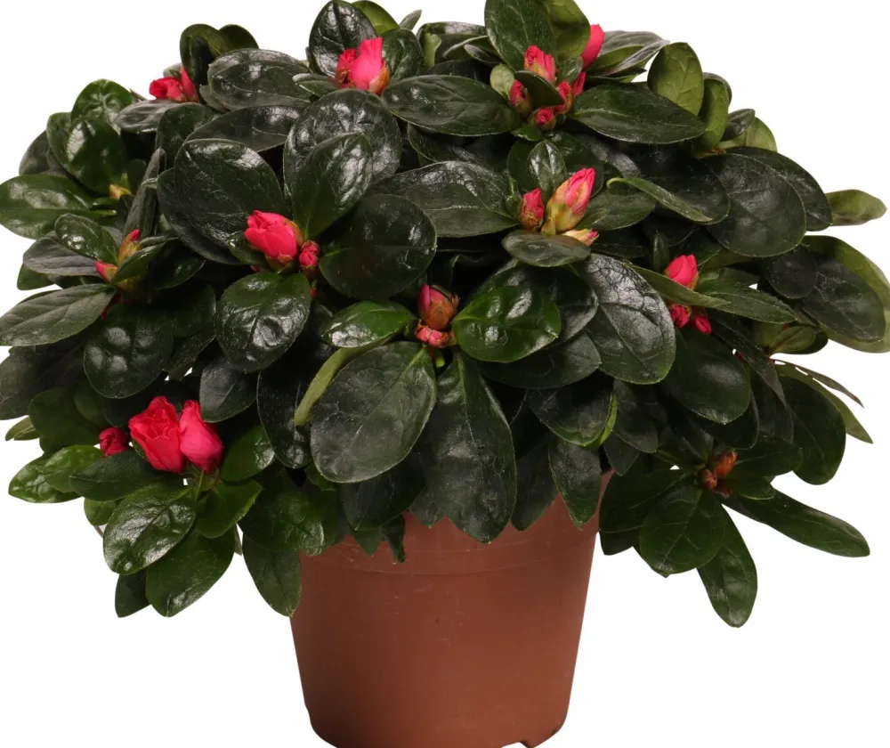 Discount Azalee (Rhododendron simsii) D 14 cm H 45 cm Blühende Zimmerpflanzen|Azaleen
