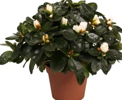 Discount Azalee (Rhododendron simsii) D 14 cm H 45 cm Blühende Zimmerpflanzen|Azaleen