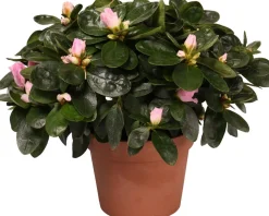 Discount Azalee (Rhododendron simsii) D 14 cm H 45 cm Blühende Zimmerpflanzen|Azaleen