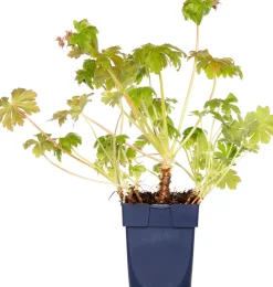 Balkan-Storchschnabel (Geranium macrorrhizum 'Czakor') D 11 cm Blühende Pflanzen|Immergrüne Pflanzen