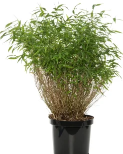 Sale Bambus (Fargesia murieliae 'Winter Black') D 35 H 80 cm Immergrüne Pflanzen|Winterharte Pflanzen