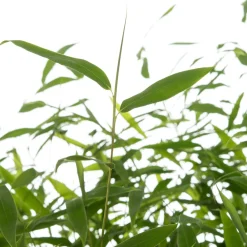 Sale Bambus (Fargesia murieliae 'Winter Black') D 35 H 80 cm Immergrüne Pflanzen|Winterharte Pflanzen