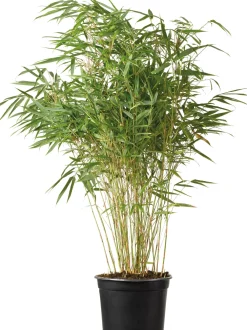 Sale Bambus (Fargesia murieliae 'Simba') D 23 H 80 cm Immergrüne Pflanzen|Winterharte Pflanzen