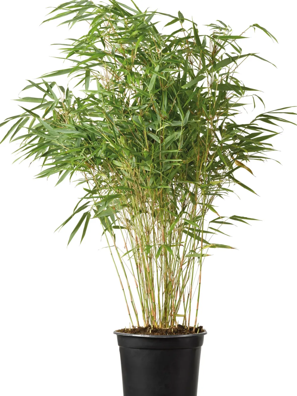 Sale Bambus (Fargesia murieliae 'Simba') D 23 H 80 cm Immergrüne Pflanzen|Winterharte Pflanzen