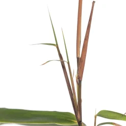 Online Bambus (Fargesia rufa) D 19 H 80 cm Immergrüne Pflanzen|Winterharte Pflanzen