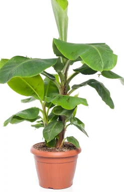 Hot Bananenpflanze (Musa 'Dwarf Cavendish') D 35 H 130 cm Große Pflanzen|Grünpflanzen