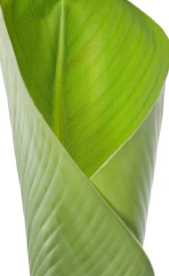Hot Bananenpflanze (Musa 'Dwarf Cavendish') D 35 H 130 cm Große Pflanzen|Grünpflanzen