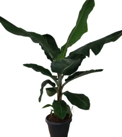 Hot Bananenpflanze (Musa 'Dwarf Cavendish') D 35 H 130 cm Große Pflanzen|Grünpflanzen