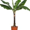 Clearance Bananenpflanze (Musa 'Dwarf Cavendish') D 34 H 180 cm Große Pflanzen|Grünpflanzen