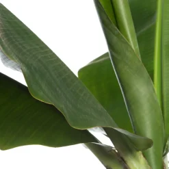 Clearance Bananenpflanze (Musa 'Dwarf Cavendish') D 34 H 180 cm Große Pflanzen|Grünpflanzen