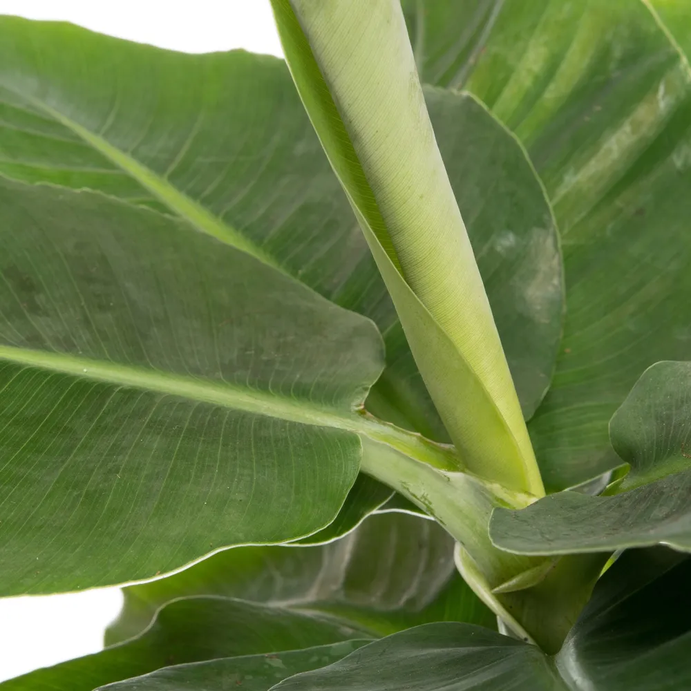 Hot Bananenpflanze (Musa 'Tropicana) D 17 cm H 60 cm Grünpflanzen|Bananenpflanzen