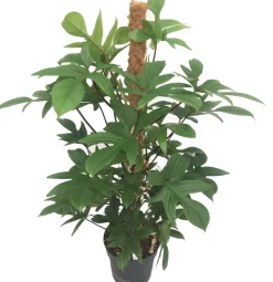 Online Baumfreund (Philodendron pedatum) D 21 H 100 cm Große Pflanzen|Grünpflanzen