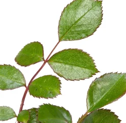 Clearance Beetrose (Rosa 'Bonica 82') Immergrüne Pflanzen|Rosen