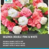 Online Begonia (Begonia) Blumenzwiebeln doppelblütig rosa weiß 6 St. Sommer-Blüher|Blumenzwiebeln