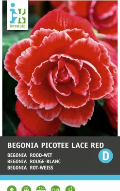 Online Begonia (Begonia 'Picotee Lace Red') Blumenzwiebeln 3 St. Sommer-Blüher|Blumenzwiebeln