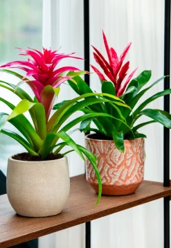 Online Bela Arte Blumentopf Belem braun D 14 H 13 cm Blumentöpfe & Pflanzgefäße|Blumentöpfe