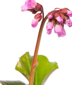 Clearance Bergenie (Bergenia cordifolia) Blühende Pflanzen|Immergrüne Pflanzen