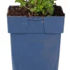 Online Bergminze (Calamintha nepeta 'Nepeta') Blühende Pflanzen|Mehrjährige Pflanzen