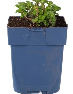 Online Bergminze (Calamintha nepeta 'Nepeta') Blühende Pflanzen|Mehrjährige Pflanzen