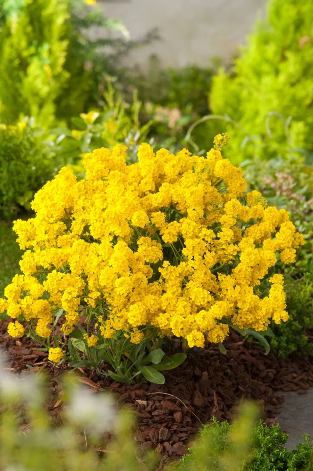 Hot Berg-Steinkraut (Alyssum montanum) D 11 H 5 cm Blühende Pflanzen|Mehrjährige Pflanzen