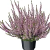 Best Besenheide (Calluna vulgaris 'Garden Girls') D 12 H 15 cm Blühende Pflanzen|Heide
