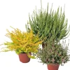 Discount Besenheide (Calluna vulgaris 'Garden Girls') Blühende Pflanzen|Immergrüne Pflanzen